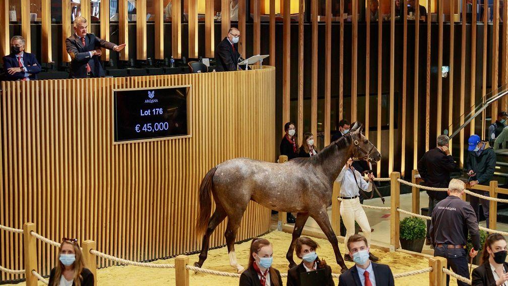 Early stages in the bidding for Tyrant, a son of Doctor Dino sold at Arqana on Wednesday