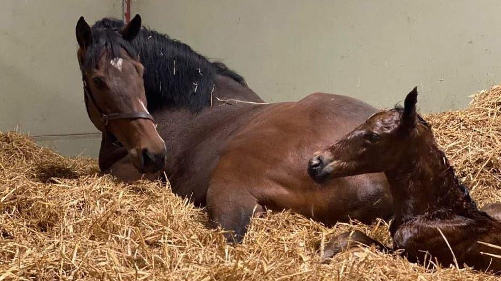 Laurens with her Invincible Spirit colt foal at just a few hours old
