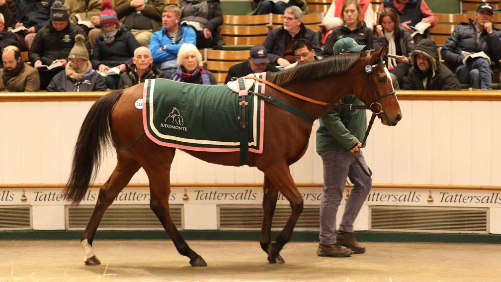 Tattersalls December Mares Sale takes place at Park Paddocks