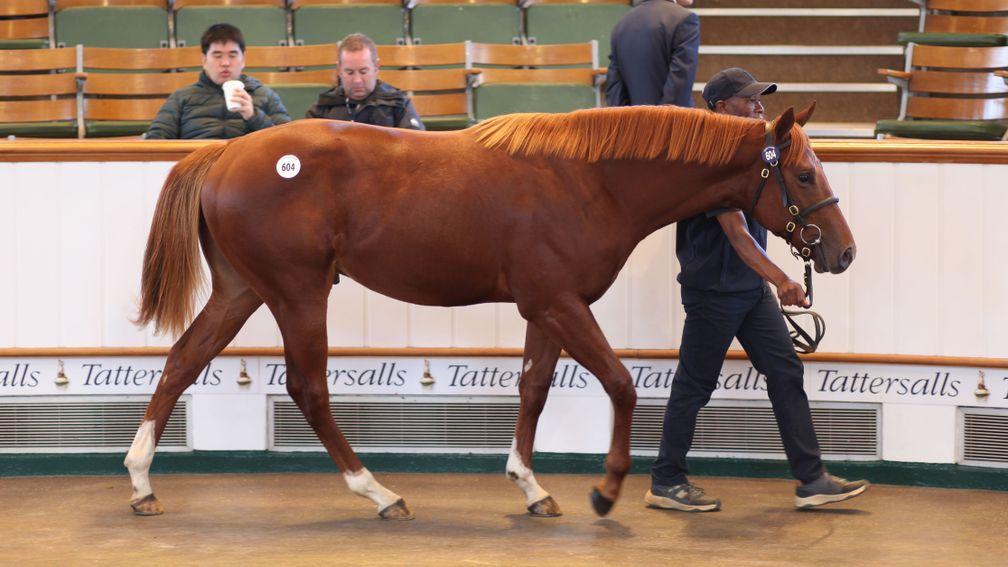 The 375,000gns Night Of Thunder colt in the Park Paddocks sales ring