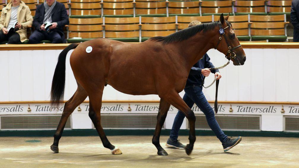 Lot 321: the Kingman colt who sold to MV Magnier and White Birch Farm at 1,100,000gns