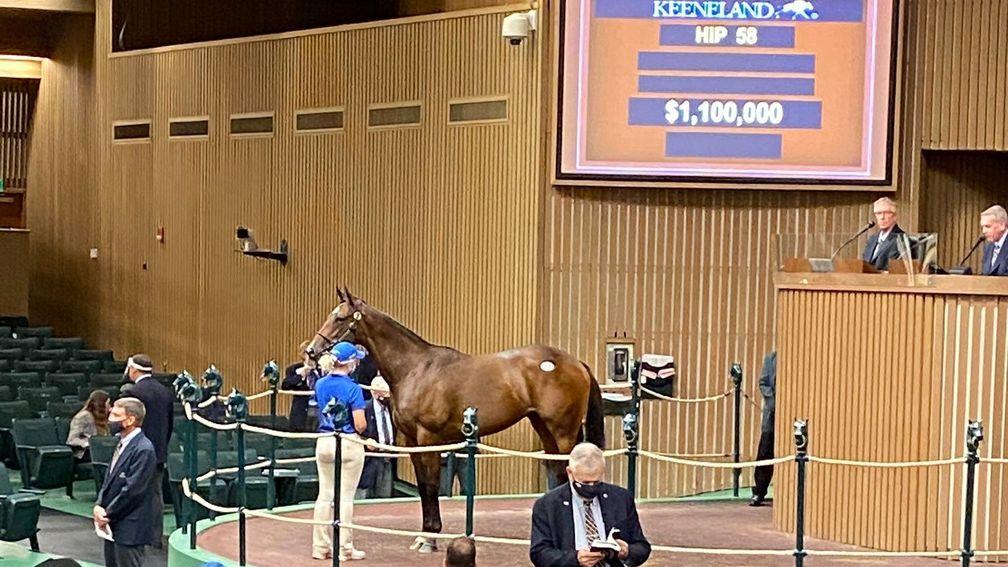 The Medaglia d’Oro filly who is a half-sister to outstanding young sire Constitution was bought by Mandy Pope for $1,1m
