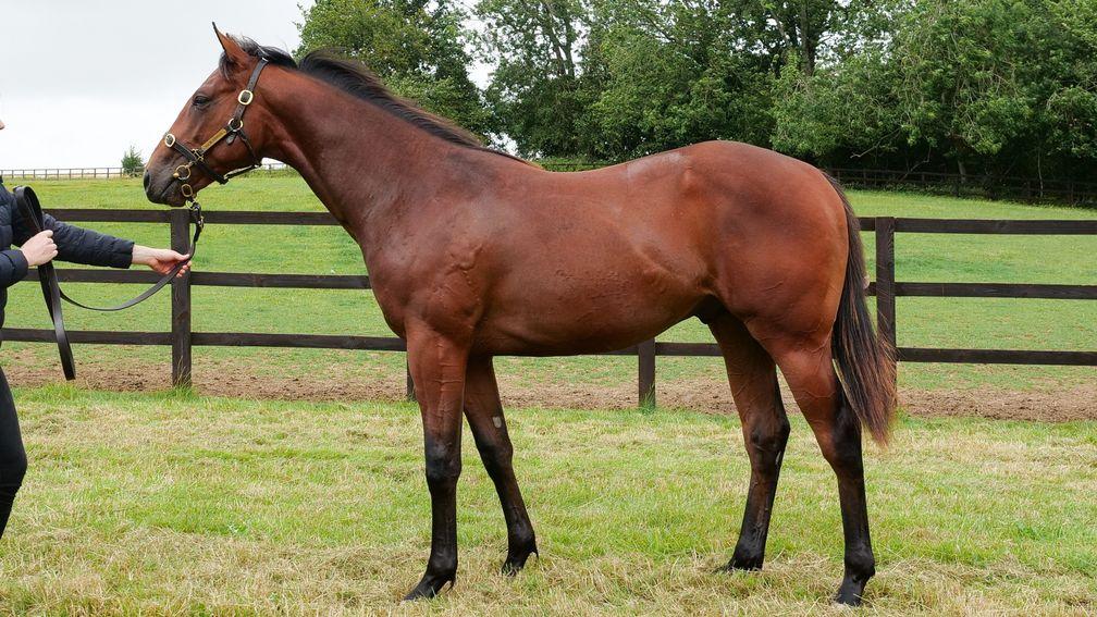 Lot 424: the Acclamation colt is a 'tank' says Violet Hesketh