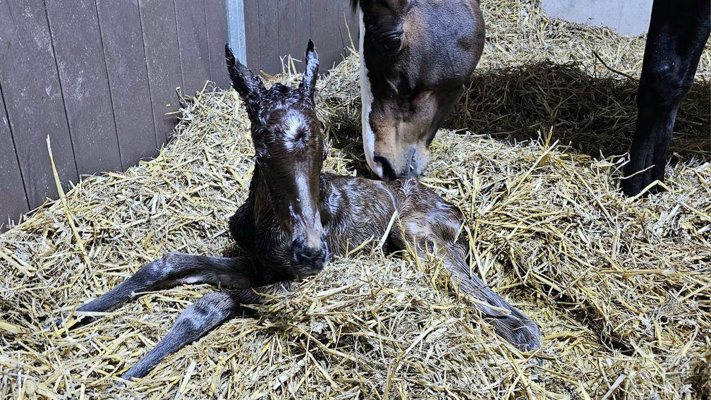 Win My Wings gets to know her first foal, a filly by Planteur who was born on Monday