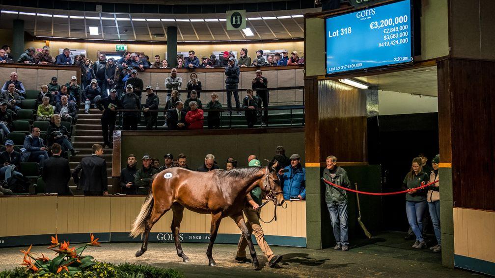 The Galileo filly out of Green Room in the Goffs ring before being knocked down for €3.2 million