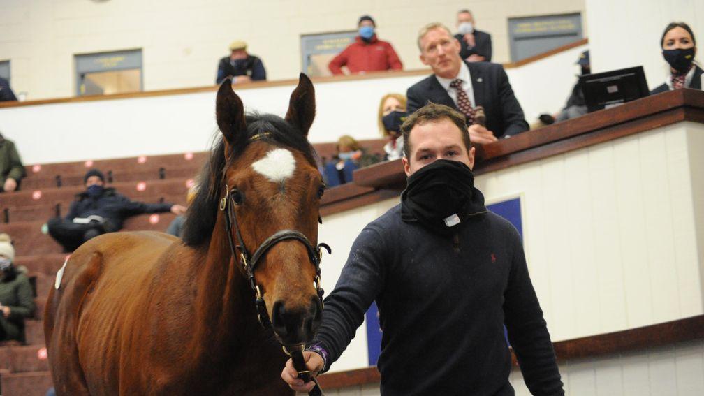 An Order Of St George colt made a big impression on Timmy Hillman in making €68,000