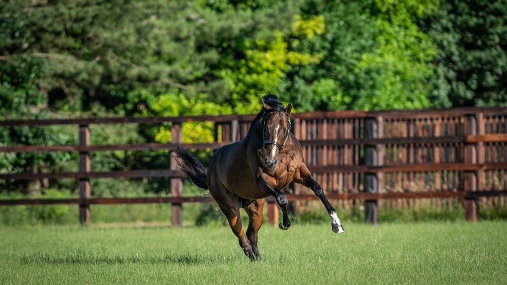 Tasleet shows off his moves in his paddock at Shadwell's Nunnery Stud