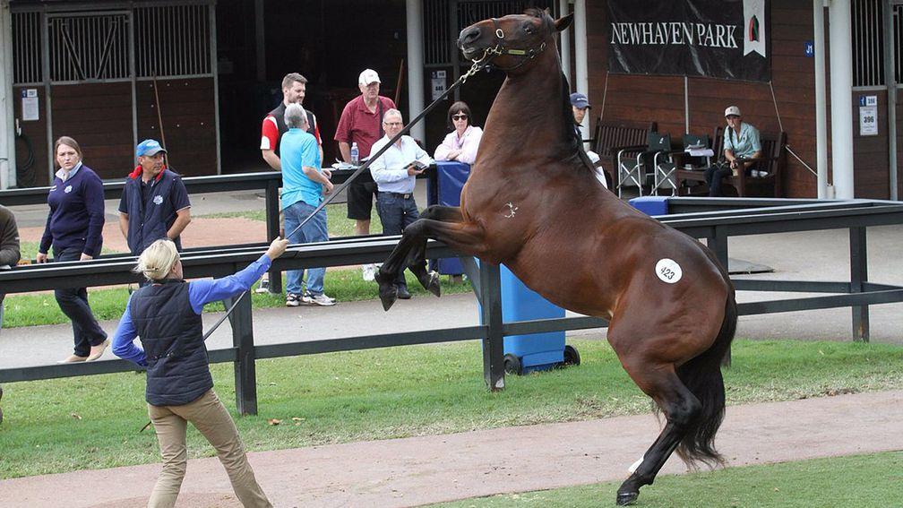 Merovee: the son of Frankel, pictured at the Inglis Australian Yearling Sales, won on his second start