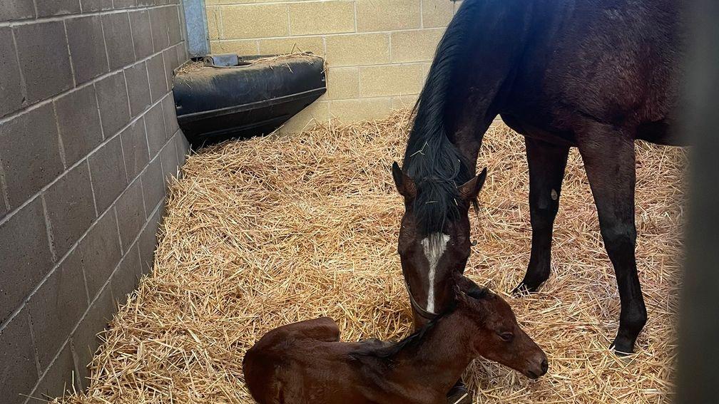 Parks Farm Stud's Time Test filly out of Lady Morgana
