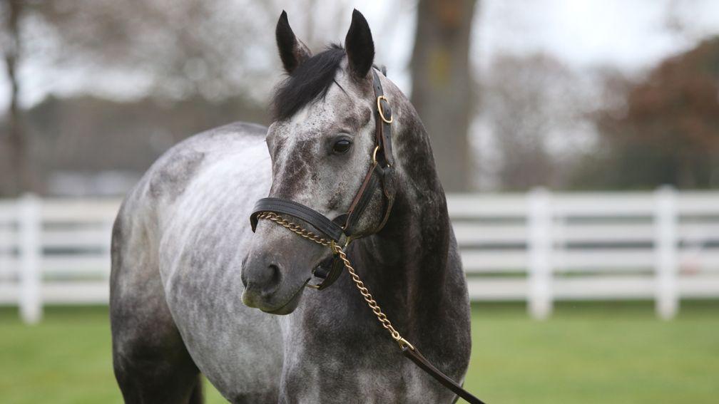 Roaring Lion: son of Kitten's Joy covered 133 mares in his sole book