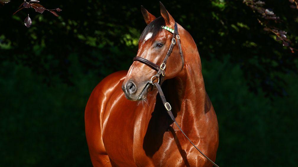 Frankel: the Banstead Manor Stud resident has now supplied 17 Group winners