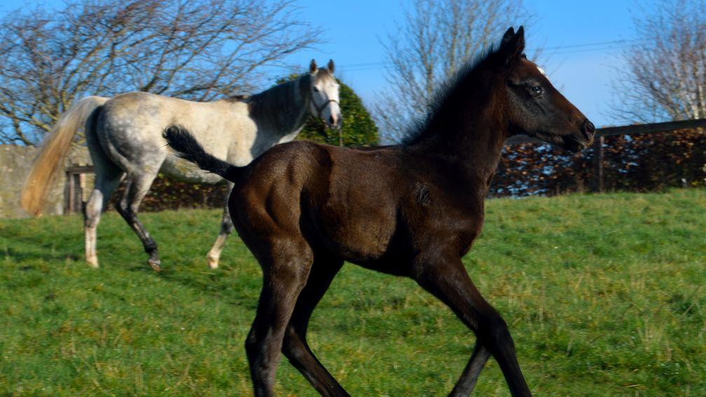 Summer Romance: Kingman filly pictured with Serena's Storm in the paddock as a foal