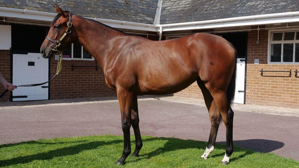 The Iffraaj filly out of Habita who will be offered as lot 357