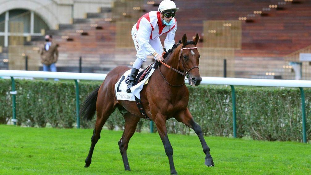 Soft Light: son of Authorized will stand at Haras de Colleville as a National Hunt sire