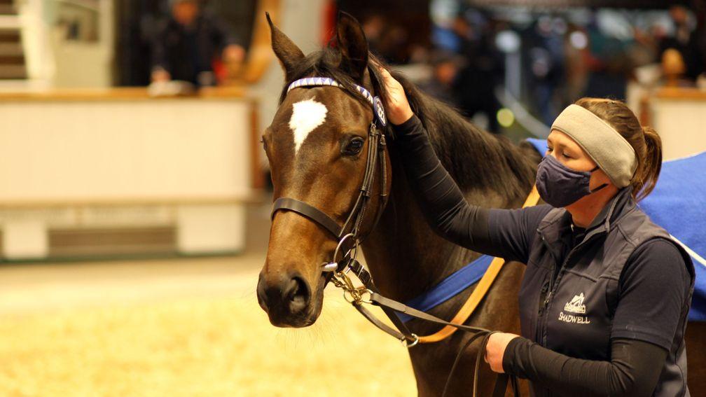 Lot 323: Asiaaf goes the way of Durcan Bloodstock for 165,000gns