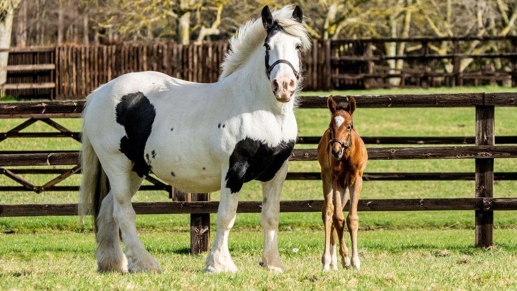 Blue Diamond Stud's Frankel filly out of the late Pearling with her foster mare. She has been named Final Pearl