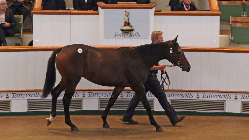 Lot 222: the Dubawi colt out of Sky Lantern bought by MV Magnier for 2,000,000gns