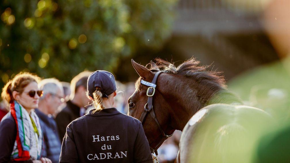 Arqana's October Yearling Sale concluded on Friday