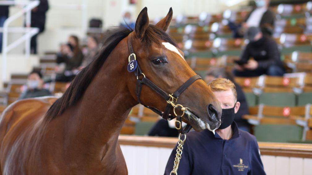 The Highland Reel half-brother to Palace Pier sells for 320,000gns to Jamie McCalmont