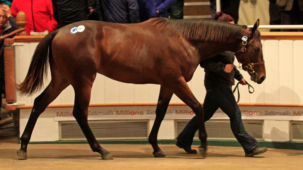 Poet's Word in the Tattersalls ring during Book 2 of the 2014 October Yearling Sale