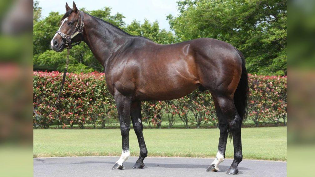 Showcasing: sire of such talents as Quiet Reflection and Tasleet