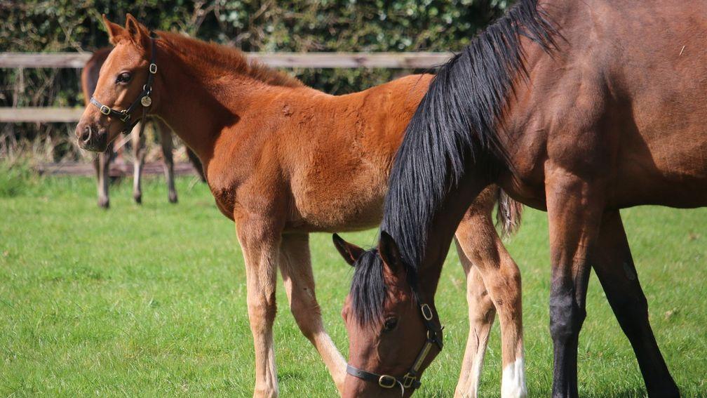 The Aga Khan Studs' Zarak filly out of the winning Siyouni mare Alazenya