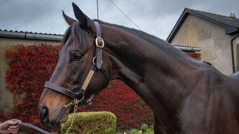 Poet's Word strikes a pose at Boardsmill Stud