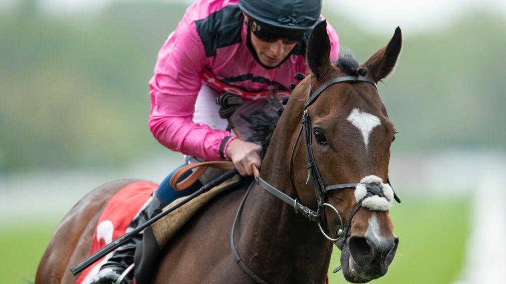 Spanish Mission: 'He's stunning and a real yard favourite. He's got great character'
