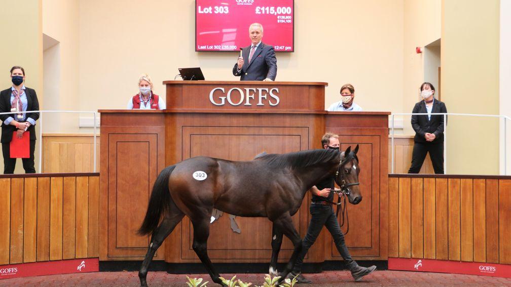 Lot 303: the Havana Gold colt bought by Oliver St Lawrence for £115,000
