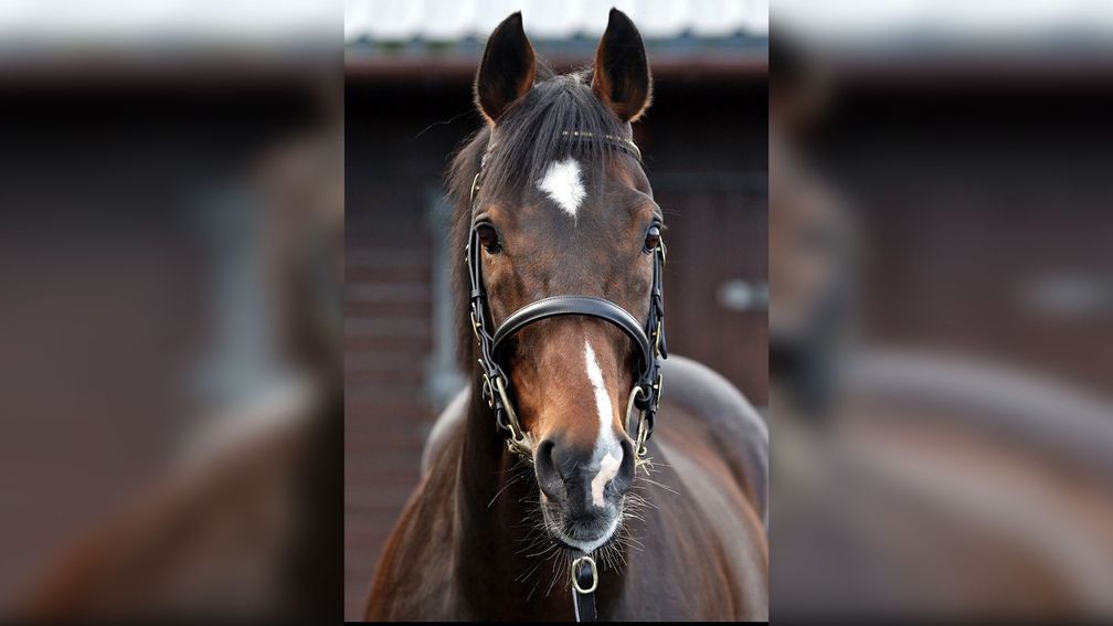 Ask: Coronation Cup winner and successful sire has died aged 21