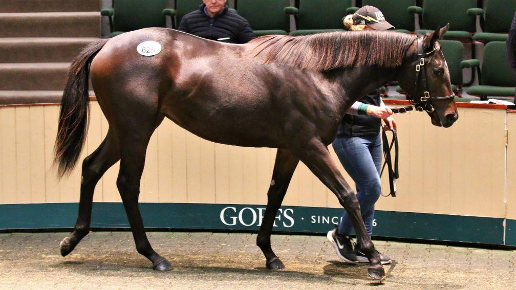 The Camelot filly who caught the eye of Matt Coleman and George Murphy at €100,000