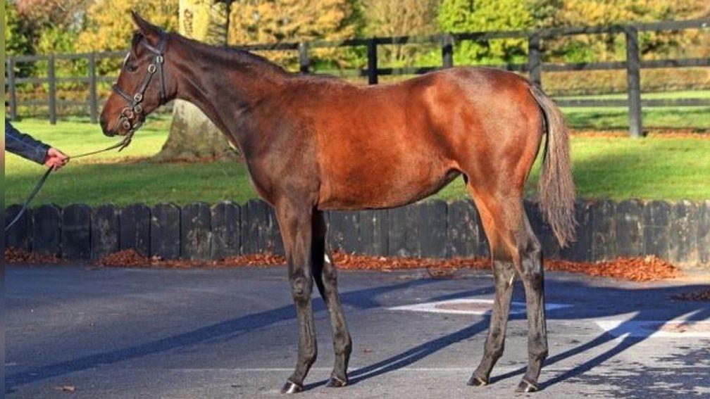 The Castlebridge Consignment offers this Galileo half-sister to Harzand