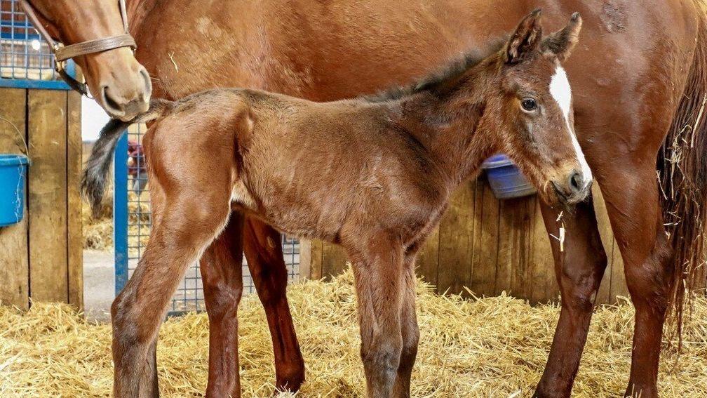 Bolt D'Oro's first foal took her baby steps into the world on Friday