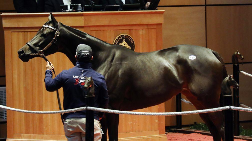 Midnight Bisou in the ring before being knocked down for $5m to Chuck Allen