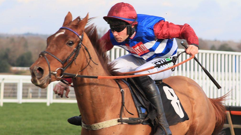 Tritonic: leading British hope for the Triumph Hurdle is due to run at Kempton this weekend