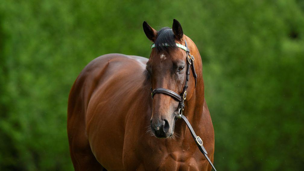 Expert Eye: sired seven winners so far at a strike-rate of 27 per cent