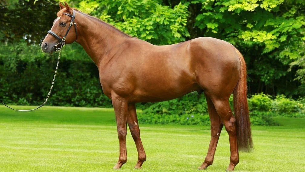 Australia: the Derby-winning son of Galileo and Ouija Board stands at Coolmore