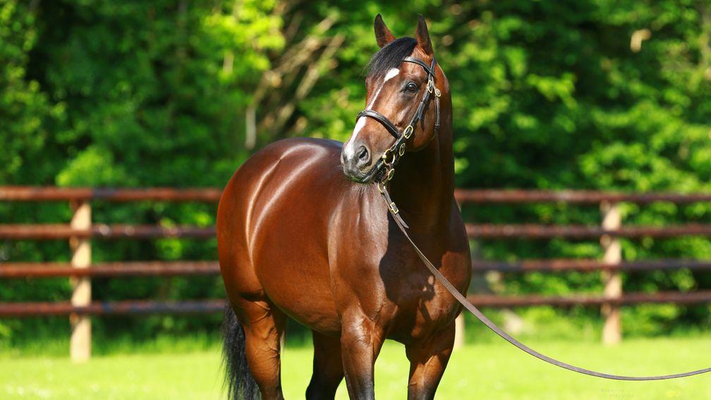 Shalaa: son of Invincible Spirit will stand for €25,000 in 2020