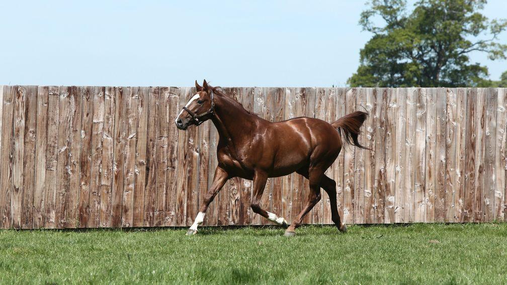 Lope De Vega: sired two new Group 1 winners this weekend