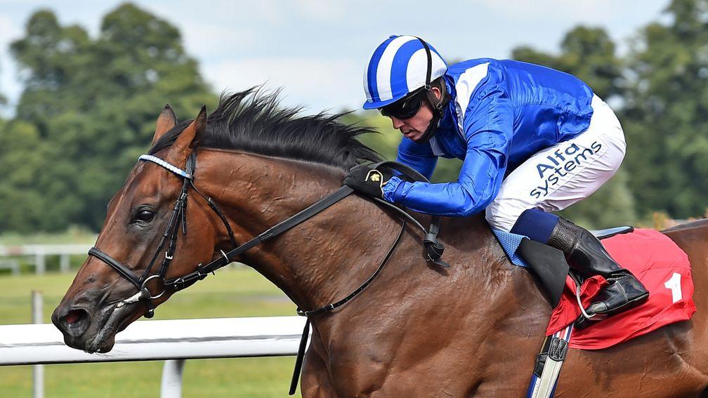 Almighwar: the only racecourse representative for Taghrooda to date