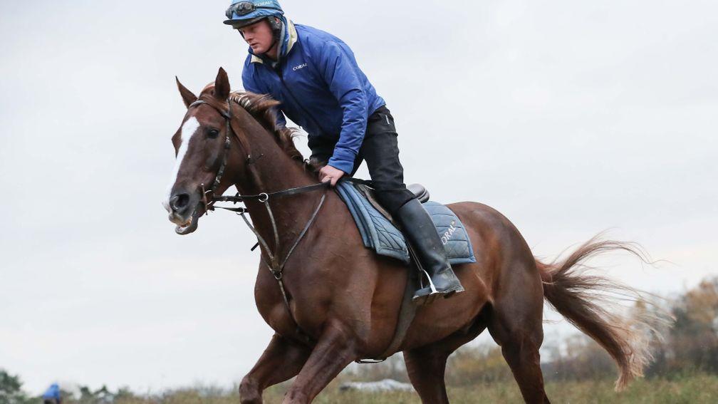 Native River: firmly on course for defence of Cheltenham Gold Cup crown