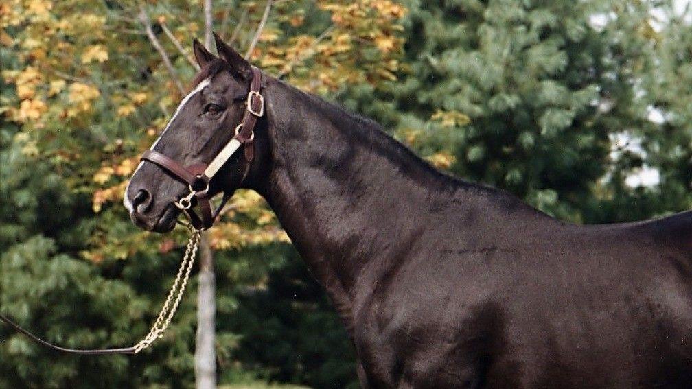 Halo: the North American champion sire nearly stood in Britain
