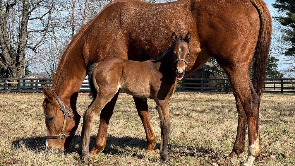 White Birch Farm's Into Mischief filly out of top-class racemare Regal Glory 