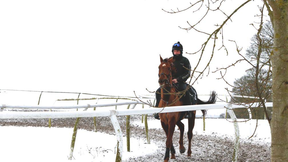 Definitly Red takes some exercise in the snow