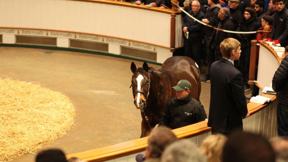 Pearling, the dam of Decorated Knight, in the Tattersalls ring before being signed for by Blue Diamond Stud UK at 2,400,000gns