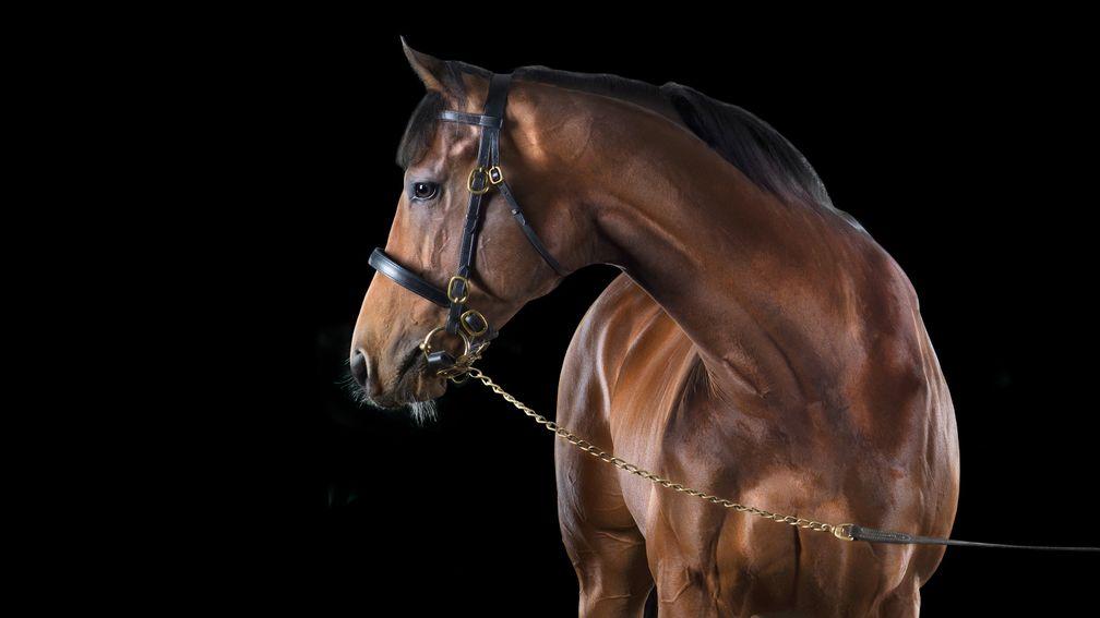 Churchill, the dual Guineas winner who will see his first crop hit the track in 2021