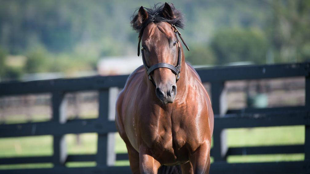 Spill The Beans: busiest new sire in Australia in 2016