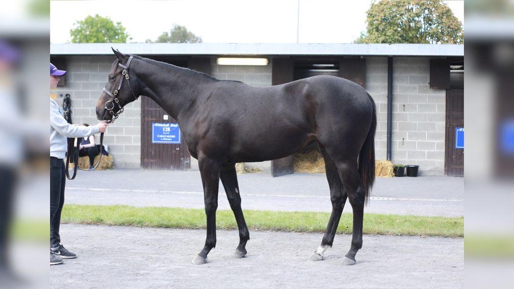 Lot 117: the Sioux Nation half-sister to Mother Earth on the Goffs sales ground