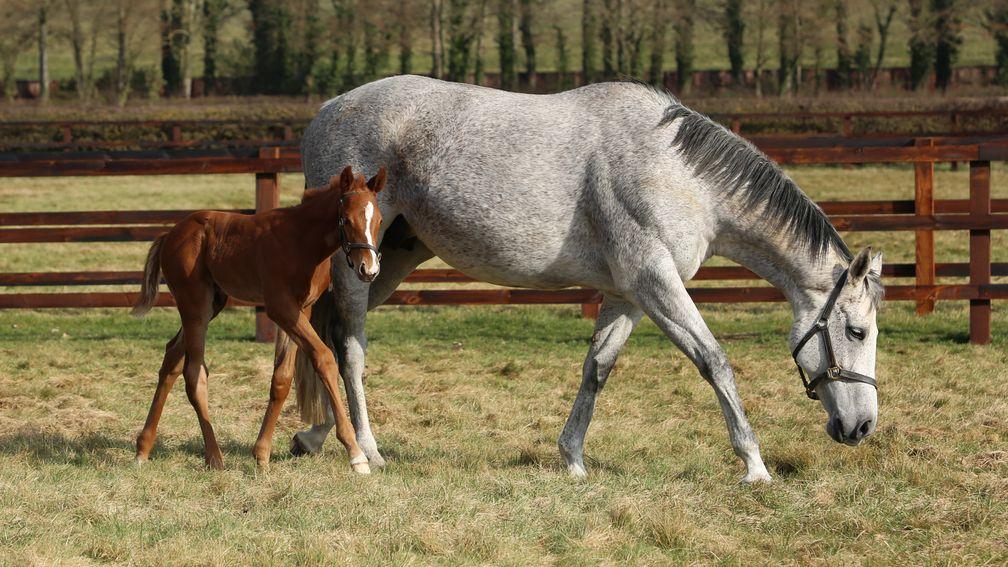 Juddmonte's Mehmas colt out of Straight Thinking, the dam of Listed winner Straight Answer