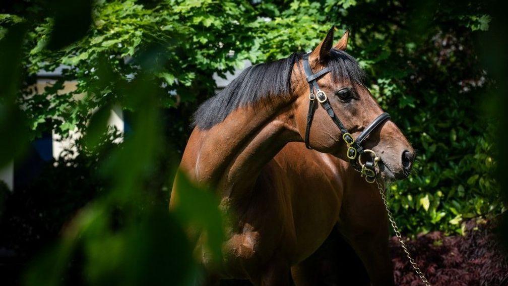 Churchill: a first-crop daughter of the Coolmore sire topped the SGA Sale